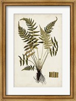 Fern Botanical IV Fine Art Print