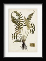 Fern Botanical IV Fine Art Print