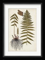 Fern Botanical V Fine Art Print