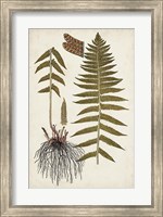 Fern Botanical V Fine Art Print
