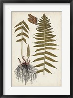 Fern Botanical V Framed Print
