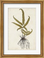 Fern Botanical VI Fine Art Print