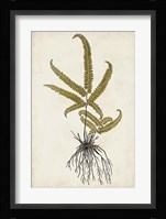 Fern Botanical VI Fine Art Print