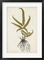 Fern Botanical VI Framed Print