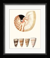 Shell Collection I Fine Art Print