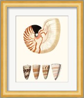 Shell Collection I Fine Art Print