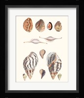 Shell Collection II Fine Art Print