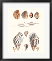 Shell Collection II Framed Print