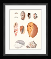 Shell Collection III Fine Art Print