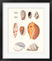 Shell Collection III Framed Print
