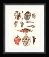 Shell Collection IV Fine Art Print