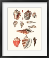 Shell Collection IV Framed Print