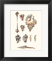 Shell Collection V Fine Art Print