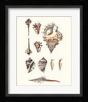 Shell Collection V Fine Art Print