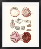 Shell Collection VI Fine Art Print