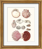 Shell Collection VI Fine Art Print