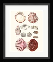 Shell Collection VI Fine Art Print