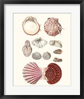 Shell Collection VI Framed Print