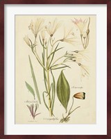 Antique Botanical Sketch I Fine Art Print