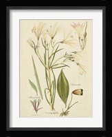 Antique Botanical Sketch I Fine Art Print