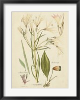 Antique Botanical Sketch I Framed Print