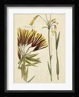 Antique Botanical Sketch II Fine Art Print
