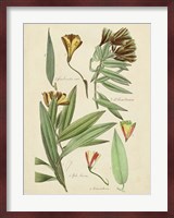 Antique Botanical Sketch III Fine Art Print