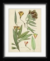 Antique Botanical Sketch III Fine Art Print