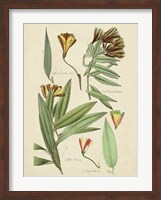 Antique Botanical Sketch III Fine Art Print
