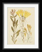 Antique Botanical Sketch IV Framed Print