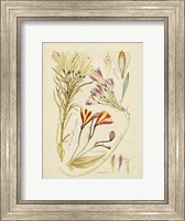 Antique Botanical Sketch V Fine Art Print