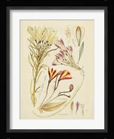 Antique Botanical Sketch V Fine Art Print