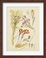 Antique Botanical Sketch V Fine Art Print