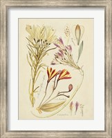 Antique Botanical Sketch V Fine Art Print