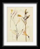 Antique Botanical Sketch VI Fine Art Print