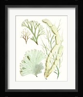 Antique Seaweed Composition I Fine Art Print
