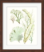 Antique Seaweed Composition I Fine Art Print