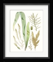 Antique Seaweed Composition II Fine Art Print