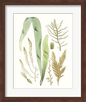 Antique Seaweed Composition II Fine Art Print