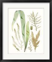 Antique Seaweed Composition II Framed Print