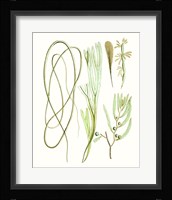 Antique Seaweed Composition III Fine Art Print