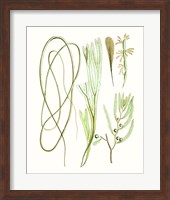 Antique Seaweed Composition III Fine Art Print