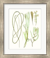 Antique Seaweed Composition III Fine Art Print