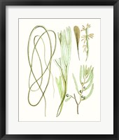 Antique Seaweed Composition III Framed Print