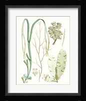 Antique Seaweed Composition IV Fine Art Print
