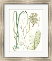 Antique Seaweed Composition IV Fine Art Print
