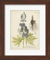 Eloquent Botanical II Fine Art Print