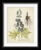 Eloquent Botanical II Framed Print