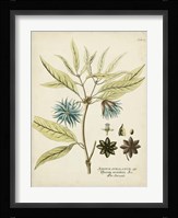 Eloquent Botanical III Framed Print