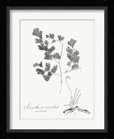 Botanical Imprint I Fine Art Print